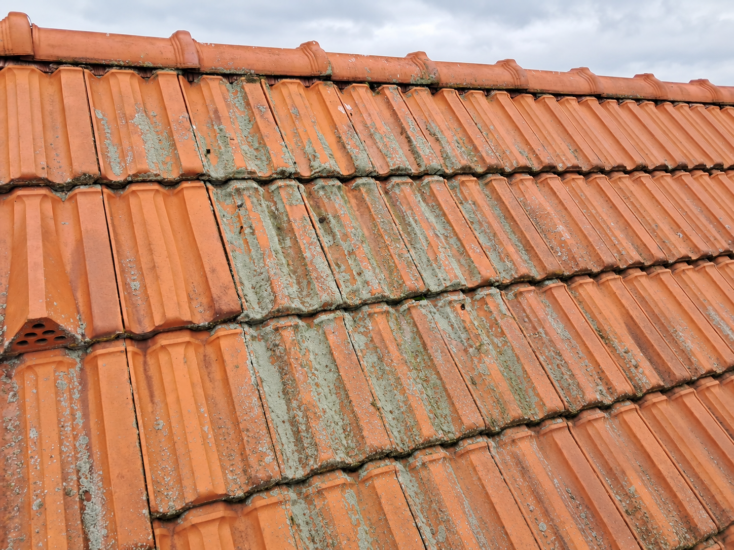 Detail mechu na střešní krytině